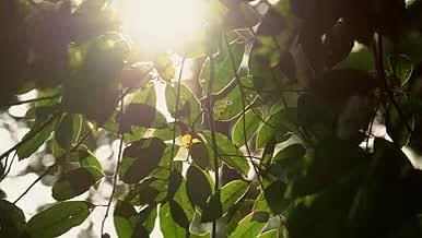 4K深秋暖阳照过树叶透光唯美意境空镜视频视频的预览图